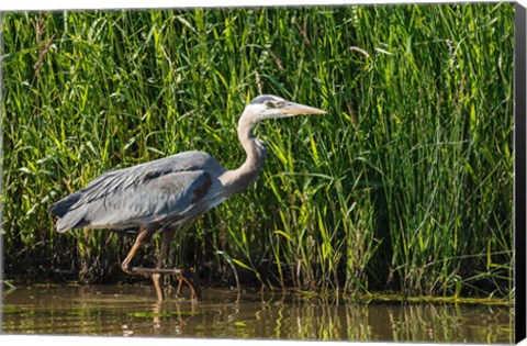 Framed Oregon, Baskett Slough, Great Blue Heron bird Print