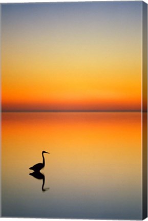 Framed Great Blue Heron at Sunset, Port Aransas, Texas Print