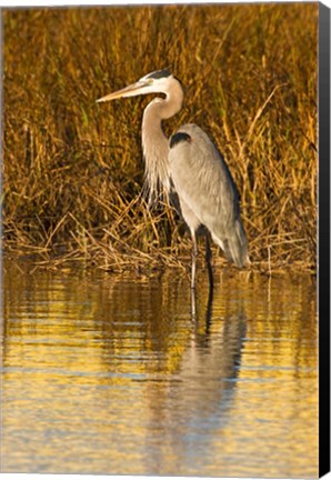 Framed Great Blue Heron standing in Salt Marsh Print