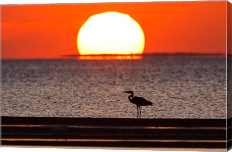 Framed Sunset, Great Blue Heron, Laguna Madre, Texas Print