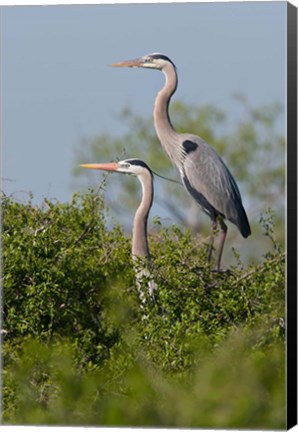 Framed Great Blue Heron, pair in habitat, Texas Print