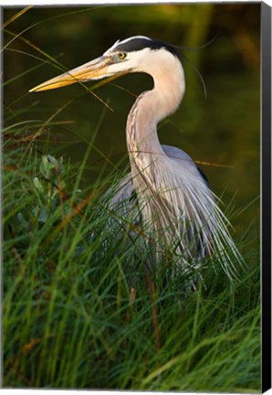 Framed Great Blue Heron, stalking prey in wetland, Texas Print