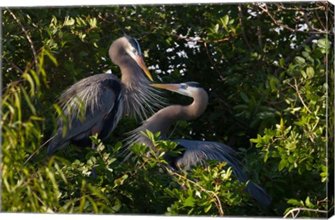 Framed Great Blue Heron, pair in habitat, Texas Print