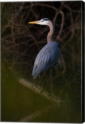 Framed Great Blue Heron roosting, willow trees, Texas Print