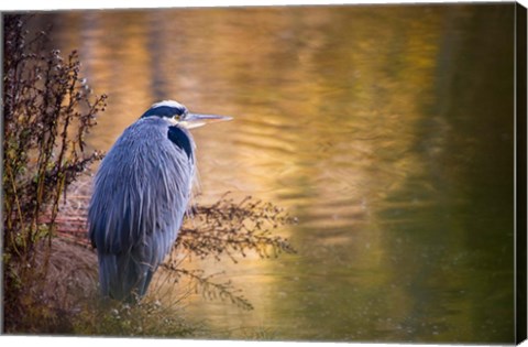 Framed Washington, Seabeck Great Blue Heron bird Print