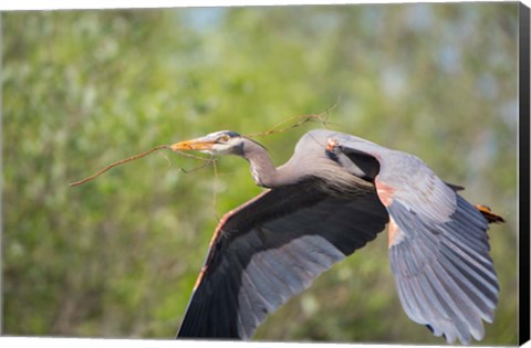 Framed Great Blue Heron (Ardea herodias) with branch in bill, Washington Print