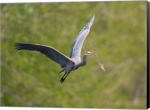 Framed Washington Great Blue Heron flies with branch in its bill Print