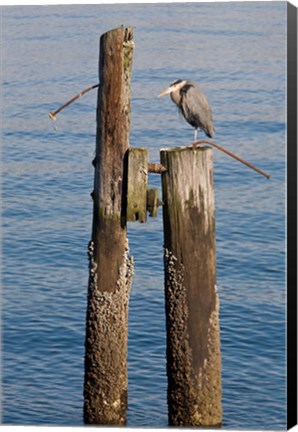 Framed Great Blue Heron bird, Elliott Bay Print