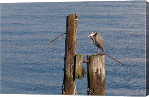 Framed WA, Seattle, Great Blue Heron bird, Elliott Bay Print