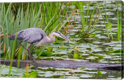 Framed Great Blue Heron bird, Juanita Bay Wetland, Washington Print