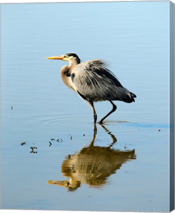 Framed Great Blue Heron in Ridgefield NWR, Ridgefield, Washington Print