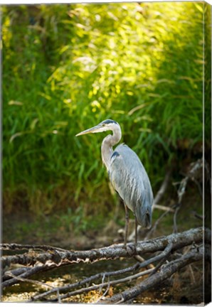 Framed Great Blue Heron, Washington State Print