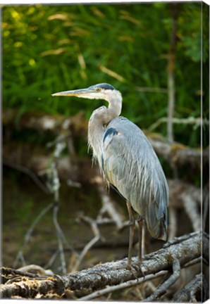 Framed Washington State, Great Blue Heron Print