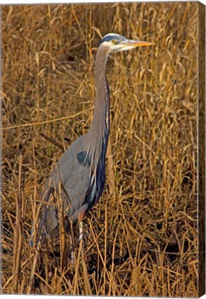 Framed Washington, Seattle, Discovery Park Great Blue Heron Print