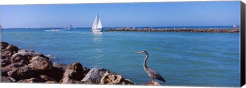 Framed Great Blue Heron perching on a rocks Print