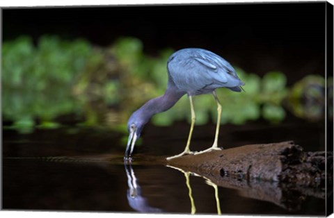 Framed Little Blue Heron Print