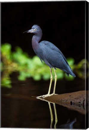 Framed Little Blue Heron, Costa Rica Print