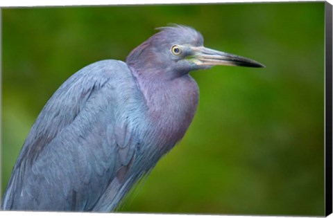 Framed Little Blue Heron), Tortuguero, Costa Rica Print