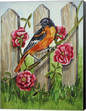 Framed Oriole Print