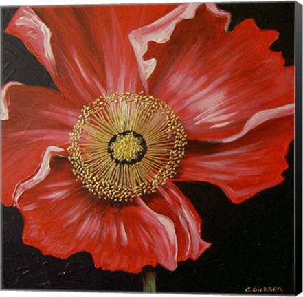 Framed Red Poppy Print