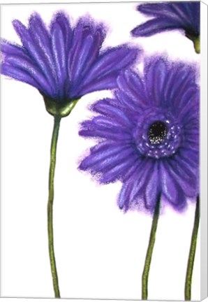 Framed Purple Gerberas 1 Print