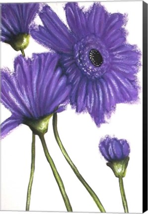 Framed Purple Gerberas 2 Print