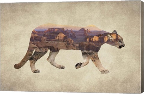 Framed Arizona Mountain Lion Print
