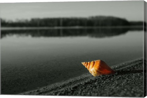 Framed Pop of Color Orange Shell Print