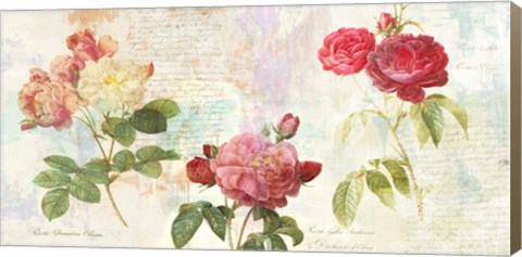 Framed Redoute&#39;s Roses 2.0 Print