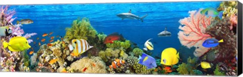 Framed Life in the Coral Reef, Maldives Print