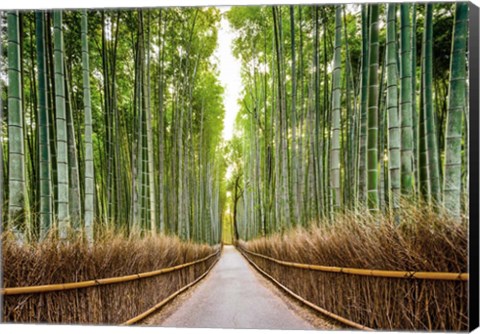 Framed Bamboo Forest, Kyoto, Japan Print