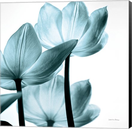 Framed Translucent Tulips III Sq Aqua Print