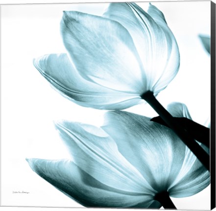 Framed Translucent Tulips II Sq Aqua Print