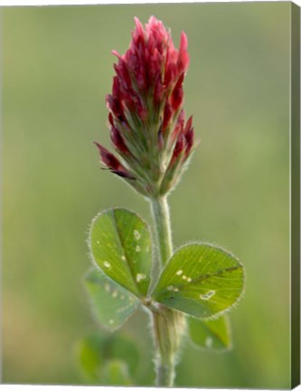 Framed Crimson or Italian flora clover, Mississippi Print