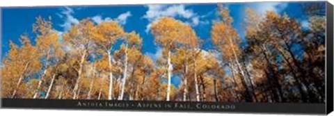 Framed Aspens in Fall, Colorado Print