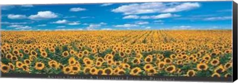 Framed Sunflower Field in Provence Print