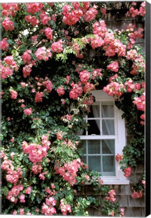 Framed Massachusetts, Nantucket Island, Roses and home Print