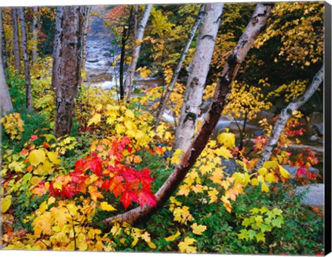 Framed New Hampshire, White Mountains National Forest Print