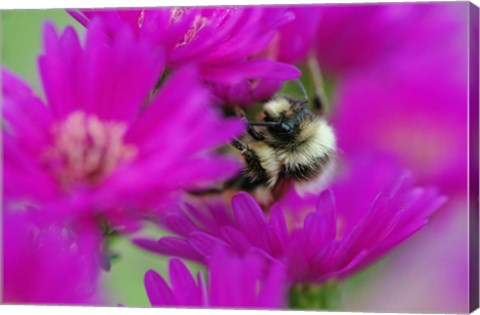 Framed Bumble bee on aster, New Hampshire Print