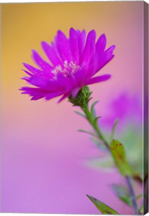 Framed Aster flower in autumn, New Hampshire Print