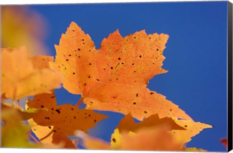 Framed Autumn, White Mountains Forest, New Hampshire Print