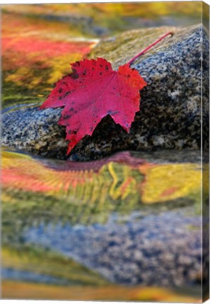 Framed Red Maple leaf on rock in Swift River, White Mountain National Forest, New Hampshire Print