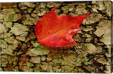 Framed Red maple in White Mountain Forest, New Hampshire Print