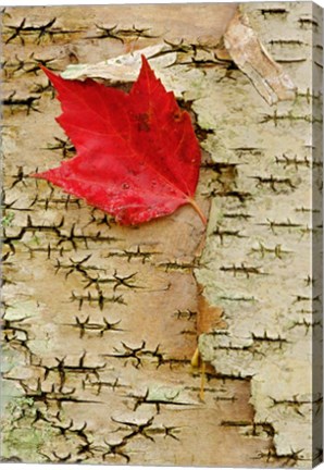 Framed Red maple flora, White Mountain Forest, New Hampshire Print