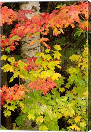 Framed Autumn color, White Mountain Forest, New Hampshire Print