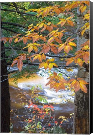 Framed Stream and Fall Foliage, New Hampshire Print