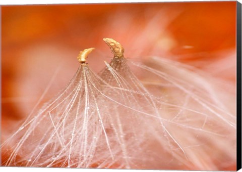 Framed Seedheads Dancing, New Hampshire Print