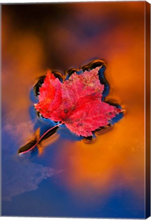 Framed Maple Leaf in Fall Reflections, White Mountains, New Hampshire Print