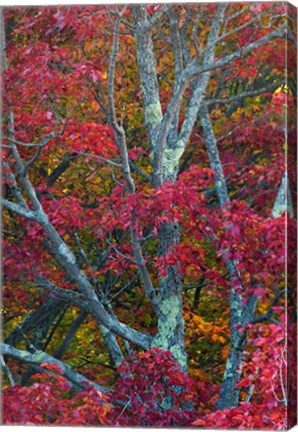 Framed Franconia Notch State Park, White Mountains, New Hampshire Print