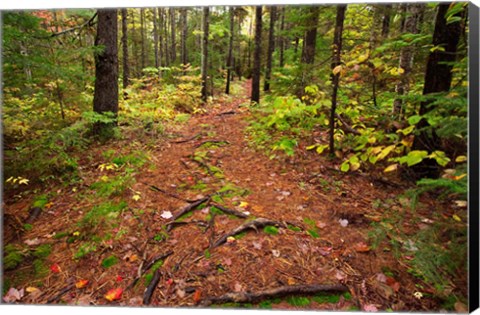 Framed New Hampshire, White Mountains, Forest Path Print